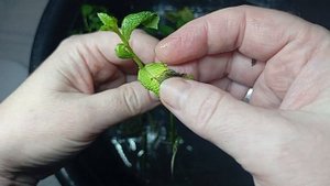 🍃 Как укоренить магазинную мяту ОСЕНЬЮ ✨ Результат у