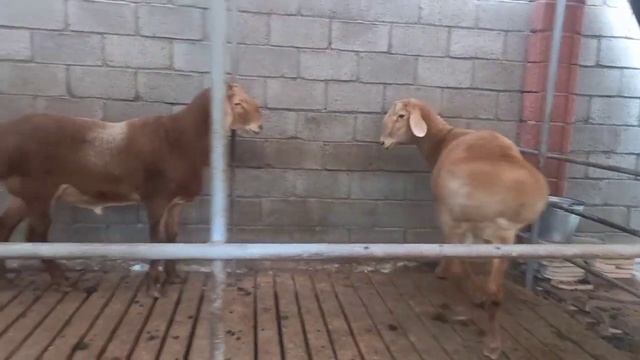 Бишкек кошкарлар адрес:Ташкент ☎️ 90 346 06 90 смотреть онлайн