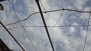 Простейший способ формировки куста винограда на арке