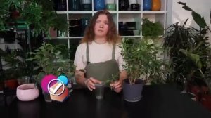 Как размножить фикус Бенджамина