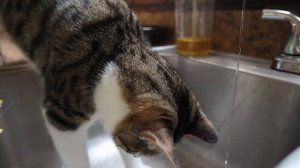 Что На Самом Деле Кошачья Мята Творит с Вашей Кошкой?!