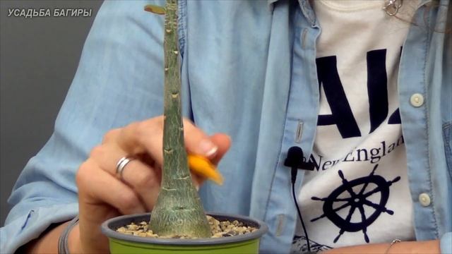 Формирование адениума (ч.1). смотреть онлайн