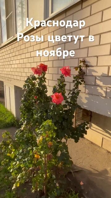 Краснодар Розы 🌹 распустились в ноябре!