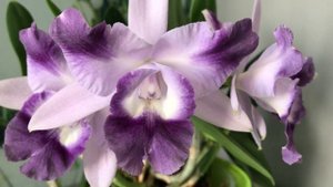 11.04.24 Lc. Cariad’s Mini Qunee “Angel Kiss”. Красуня знов квітне.