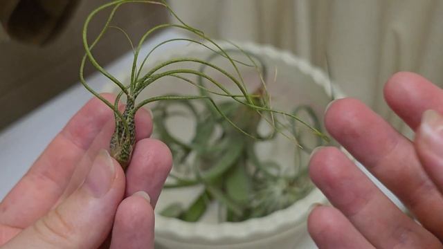 УХОД за ОРХИДЕЯМИ на коре и ТИЛЛАНДСИЯМИ | мой опыт 🧪