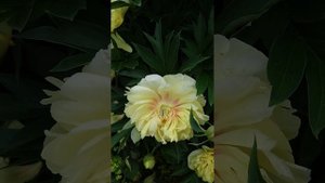 Лучший желтый пион. Ито-гибрид - Гарден треже.