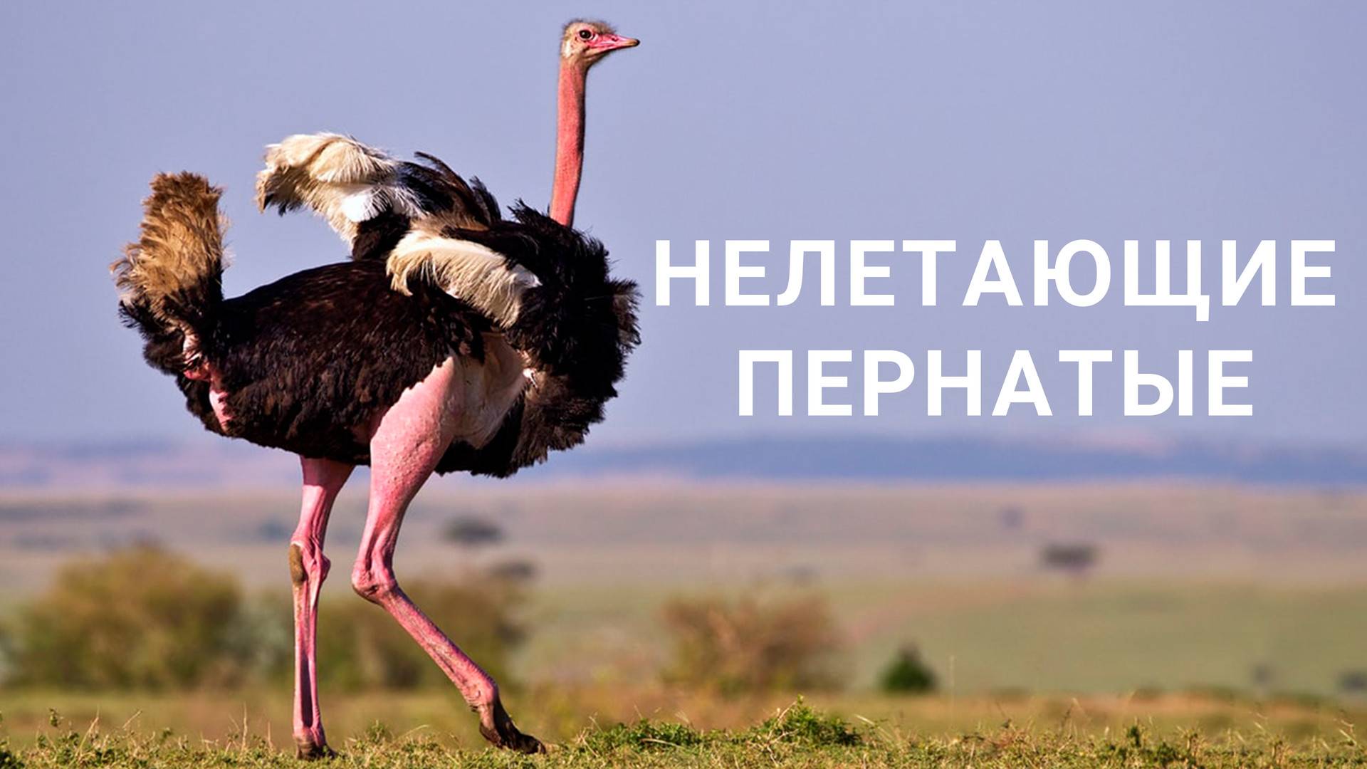 Страусы: Интересные факты про Эму, Нанду, Казуара и Страусов