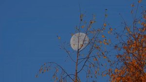 Осенний вечер.  Фёдор Тютчев #стихи #поэзия #тютчев #осе