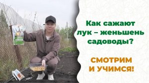 Лечебный, как женьшень! Откуда в луке +521% пользы по витаминам и минералам?