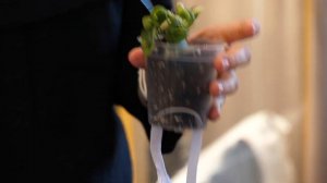 Фитильный полив. Пересадка Фикус Ирен