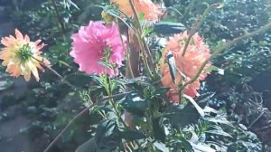 У георгины Процион цветы не большие