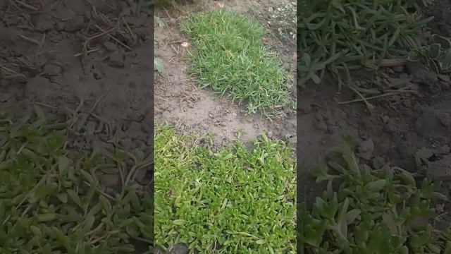 БАГАТОРІЧНА,ГРУНТОПОКРИВНА, ВІЧНОЗЕЛЕНА ДЕЛОСПЕРМА"К