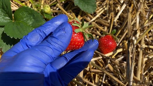 Обзор🍓СИБИЛЛА новейший высокоурожайный сорт землян?