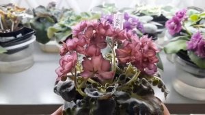 Фиалки #Краснодар #продажа #цветущиефиалки