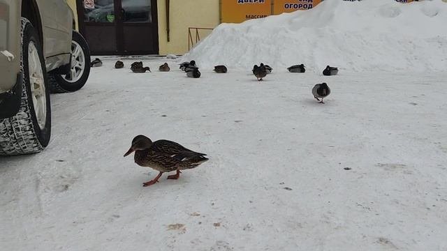 Сюжет