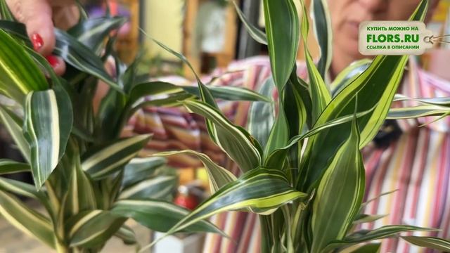Драцена Сандера или Сандериана. Уход за драценой и её ? смотреть онлайн