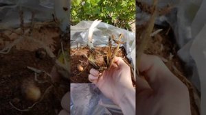 луковицы лилии Redford