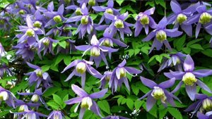 Клематис Альпийский (Княжик)