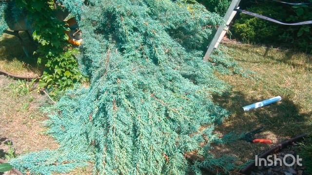 Стрижка Кипариса Арізонського. Нарешті дорвалась до н