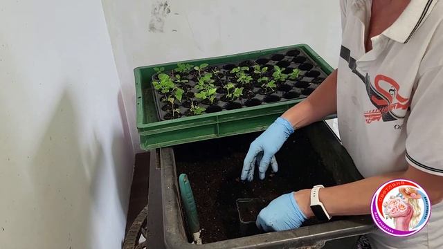 Пересадка клематисов. Зимние черенки. 6 марта. смотреть онлайн