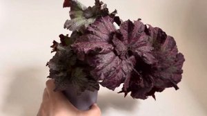 Обзор бегонии СВ-Нарьян-Мар