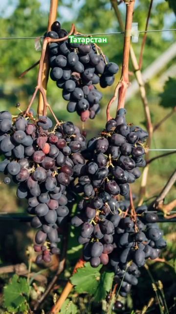 #виноград #ежевика #земляника #клубника #парник #рассад смотреть онлайн