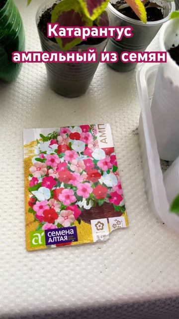 Катарантусы из семян#рассадаизсемян#цветы#ампельныйк