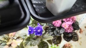 Фиалочные🌸🌸🌸излишки на 25.03.25г #комнатныерастения #?