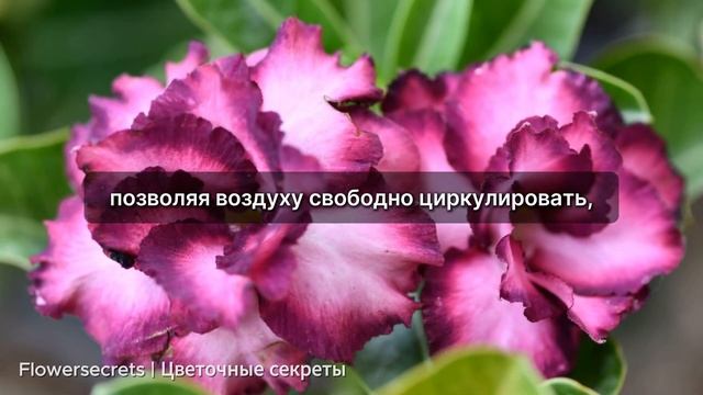 АДЕНИУМ РАЗМНОЖАЮ ТОЛЬКО ТАК! РЕЗУЛЬТАТ ПОРАЖАЕТ! БЫС?
