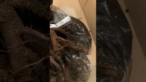 Пион Трифена Паркин (Triphena Parkin), желанное приобретение 5