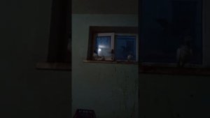 Голуби Пакистанские Тэдди