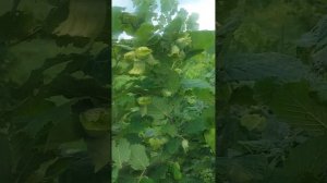 Фундук Трапезунд, Черкесский  и мучнистая роса.