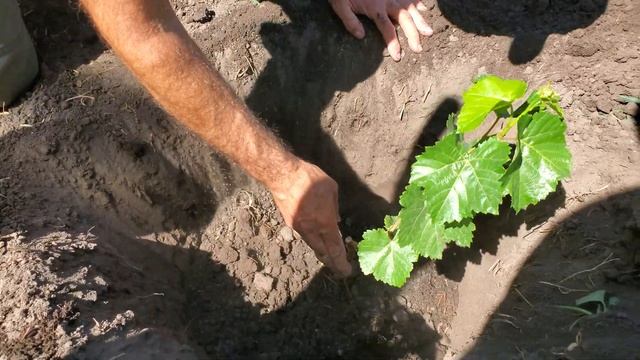Посадка вегетирующего саженца винограда на постоянно смотреть онлайн