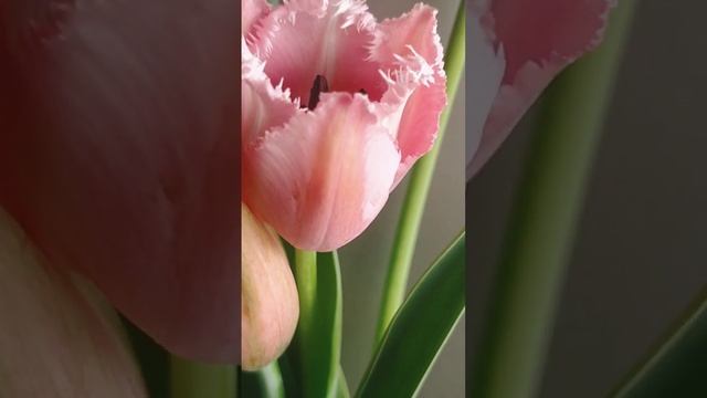 Для души, розовые тюльпаны. Мир цветов. цветы для тебя. смотреть онлайн