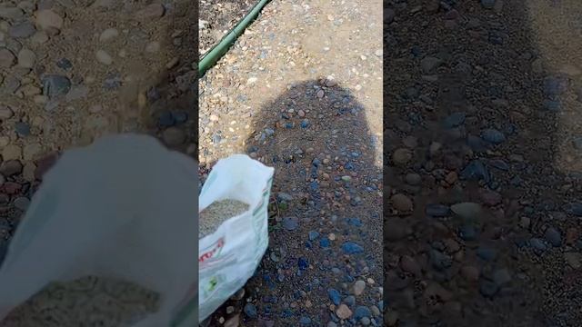 Чем подкормить гортензии весной смотреть онлайн