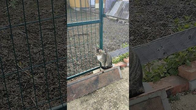 С деревне🏡 утро началось🌞
