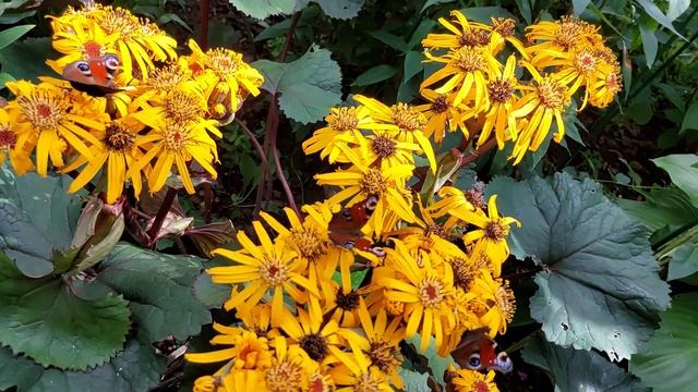 Бузульник зубчатий Ligularia dentata Twilight