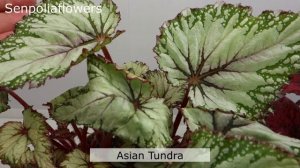 Бегонии из коллекции Голубевой Татьяны на 08.05.25