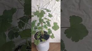 Моя душистая пеларгония🌿 🙂