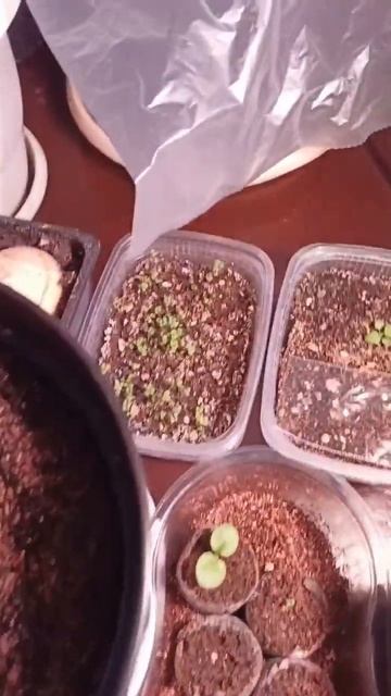 огород на подоконнике #огород#сад#топ #травы#огурцы смотреть онлайн