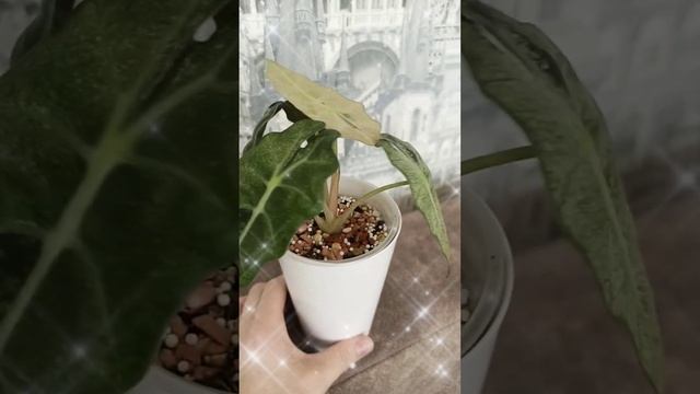 🍃Алоказия Амазоника пинк .💚💚💚💚💚💚(Alocasia Amazonica Pink