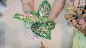 🍀Аглаонема Неон. Обзор аглаонем на июнь 2024 год 🍀