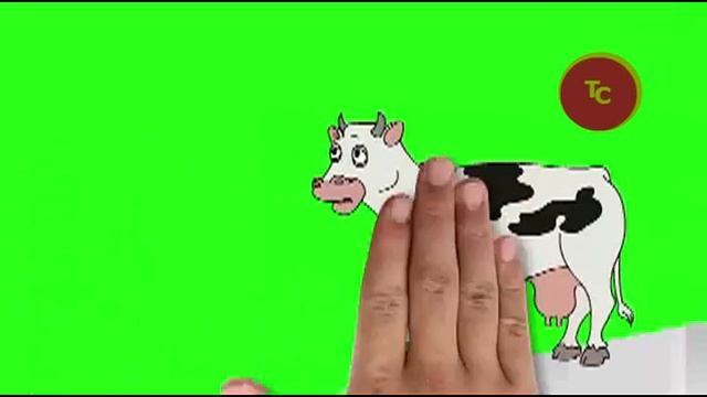 Корова. Хромакей. Футаж. смотреть онлайн