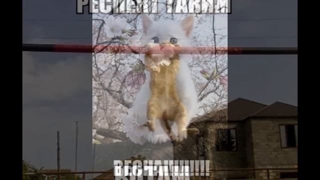 Смешные кошки и котята, приколы с котами смотреть онлайн