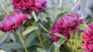 Пион Хайлайт