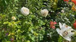 Лилия ЛА-гибрид Eyeliner (Айлайнер) #лилия_айлайнер #розы_в_