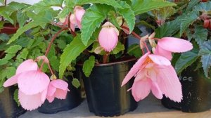 Бегония Шансон Розово белая