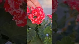 Селеста Джулия