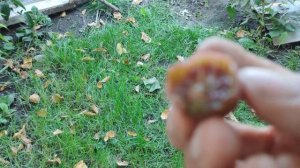 Актинідія сорту Кенс Ред в фазі технічної зрілості