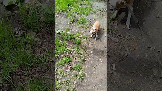 Сеня - Тузик😁